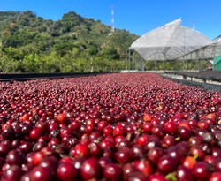 Kostaryka Finca Voo - NOWOŚĆ